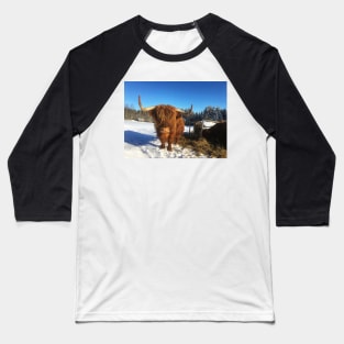 Scottish Highland Cattle Cow 1711 Baseball T-Shirt